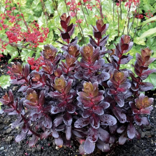 Touchdown Teak Sedum Seeds Dark Mahogany Stonecrop Foliage High Germination Garden Seeds heirloom non-gmo seeds
