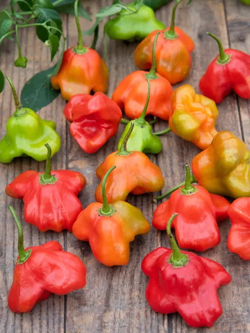 Hot Pepper Seeds - Mad Hatter