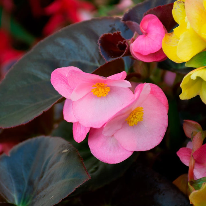 Heirloom Non-GMO Light Pink Begonia Flower Seeds for Planting – Shade-Loving Blooming Seeds