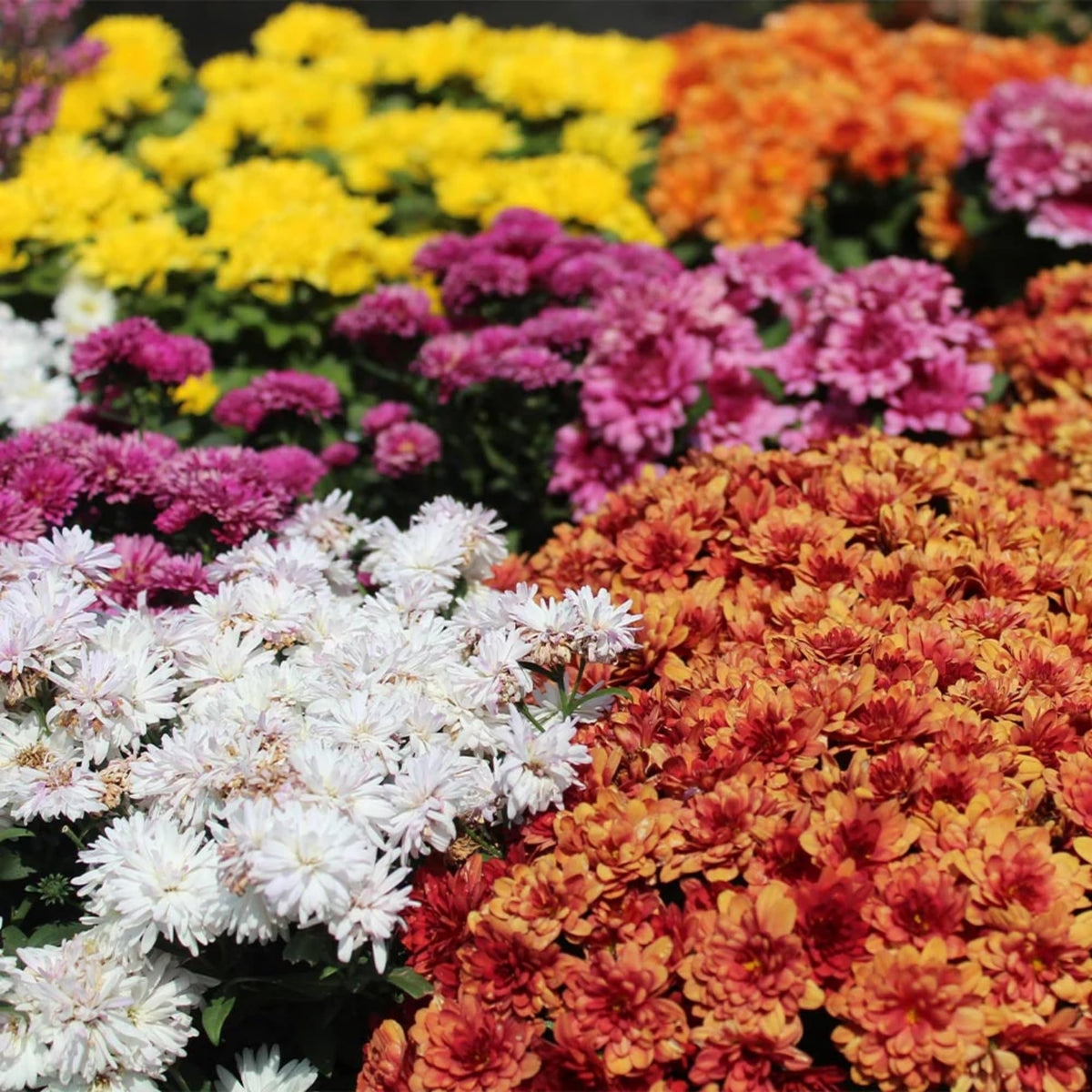 Chrysanthemum Mixed Colors Perennial Flower Seeds