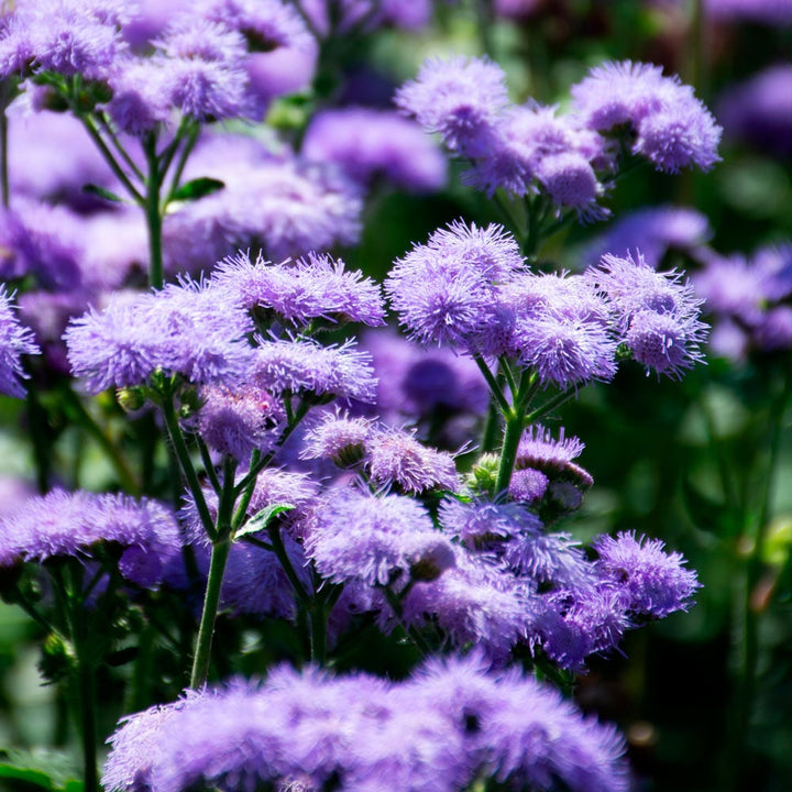 Violet Ageratum Flower Seeds for Planting - Heirloom & Non-GMO garden seeds