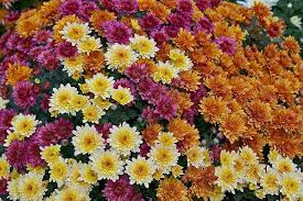 Chrysanthemum Mixed Colors Perennial Flower Seeds