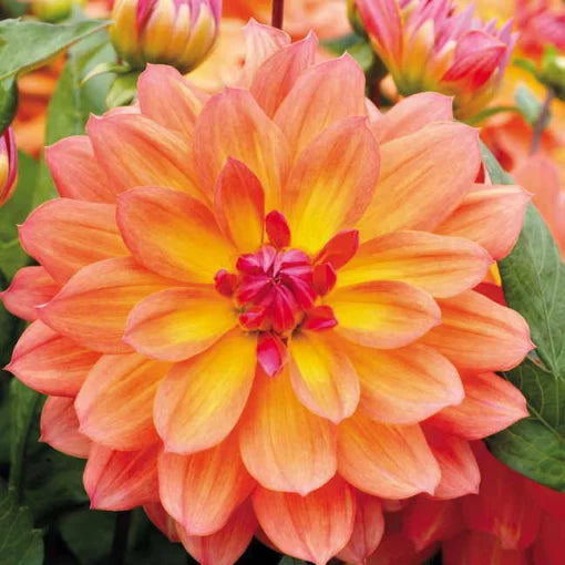 Firepot Dahlia Seeds Fiery Yellow-Red Dahlia Blooms High Germination Garden Seeds heirloom non-gmo seeds
