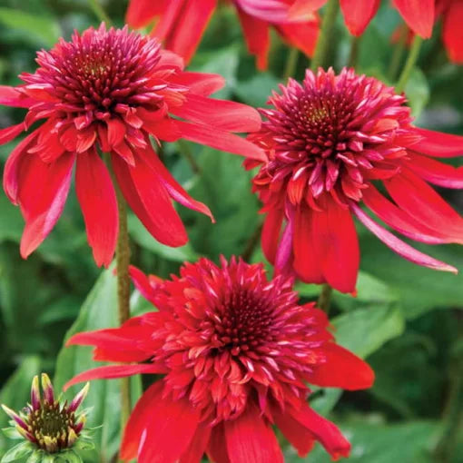 Eccentric Coneflower Seeds Unique Petaled Echinacea Variety High Germination Garden Seeds heirloom non-gmo seeds