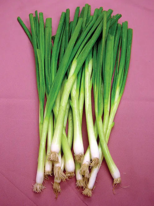 Onion Seeds (Bunching) - White Lisbon