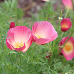 California Purple Gleam poppy plants with blue-green fern-like foliage

