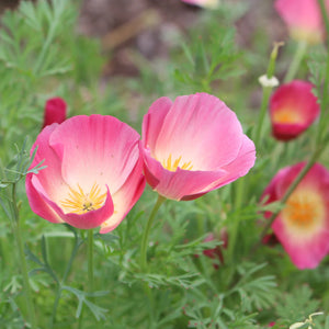 California Purple Gleam poppy plants with blue-green fern-like foliage

