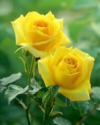 Yellow Maroon Rose Flower Seeds for Planting Non-GMO Heirloom Garden Seeds for Growing
