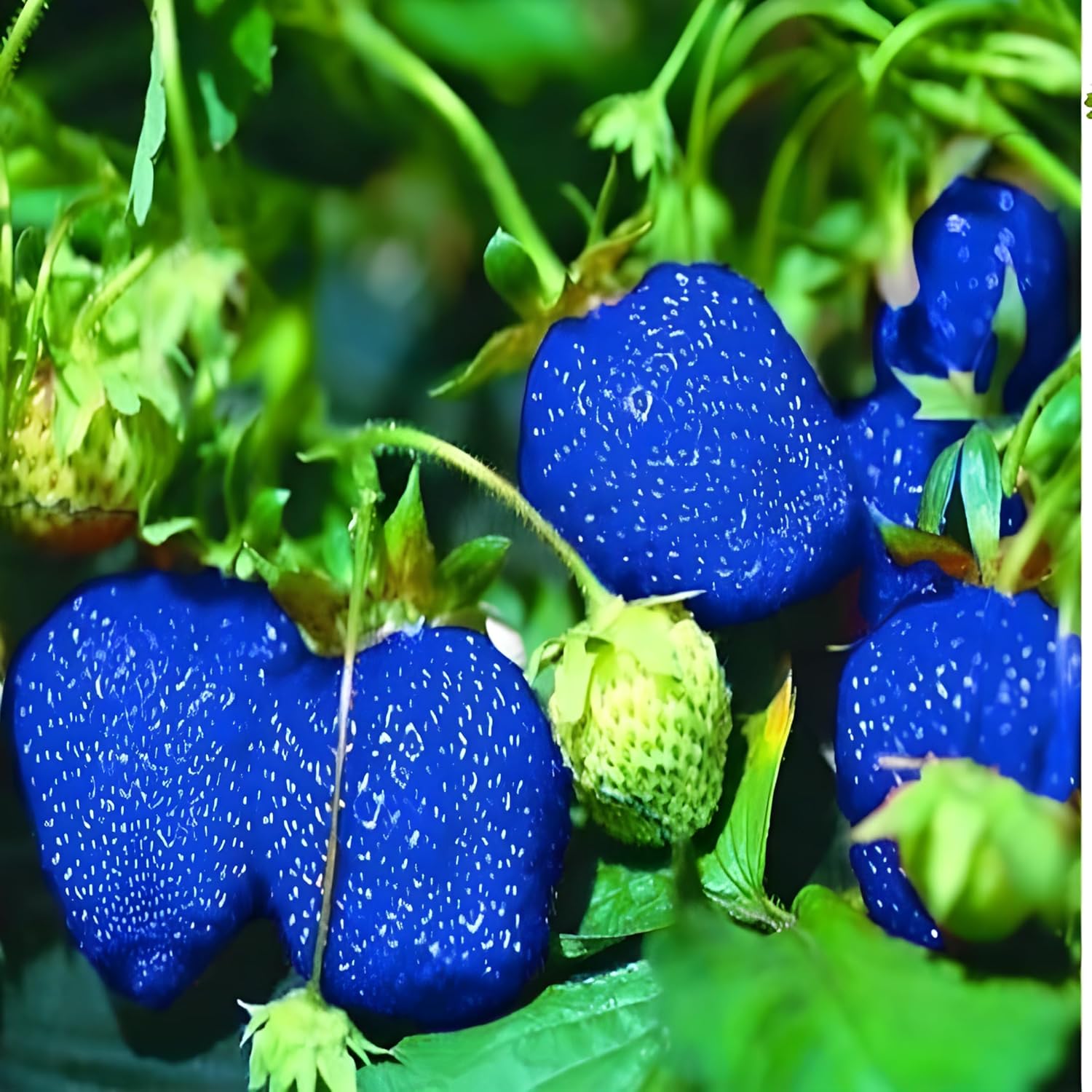 Blue Strawberry Fruit Seeds for Planting - A Sweet and Versatile Fruit for Your Garden
