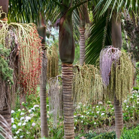 Green Piccabeen Plant Seeds - Ideal for Growing an Exotic and Unique Tree