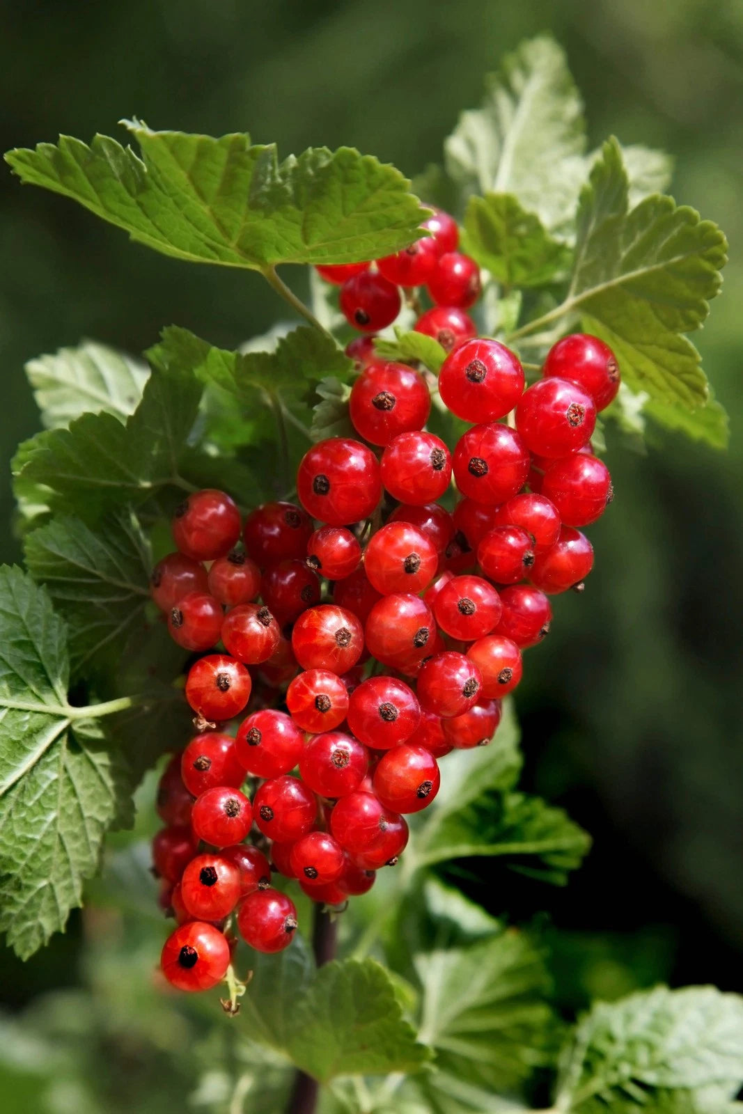 Edible Fruit Berries Flowers Cereum Seeds, Perfect for Aromatic and Healthy Berries