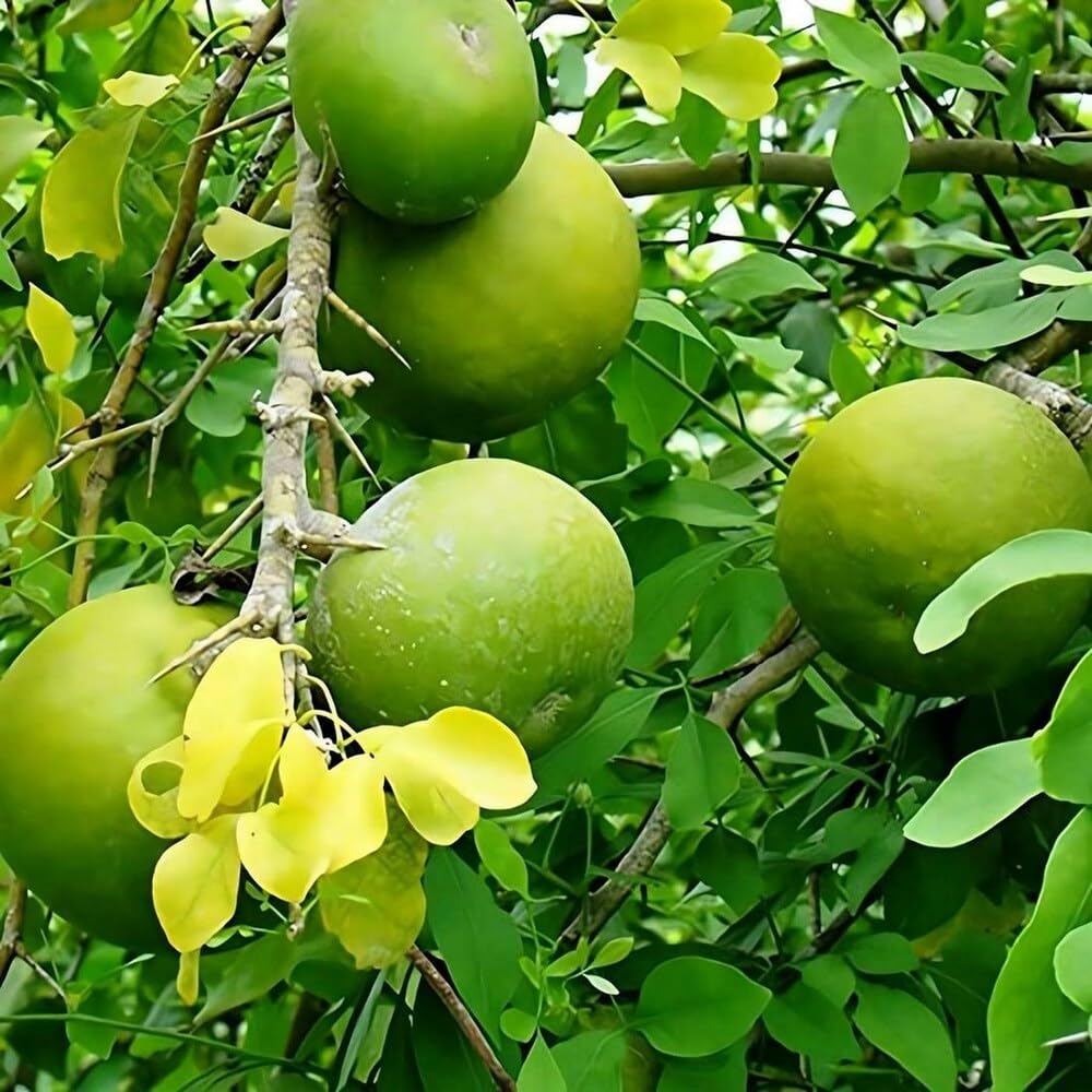 Marmelos Fruit Seeds for Growing Unique and Aromatic Fruit Trees