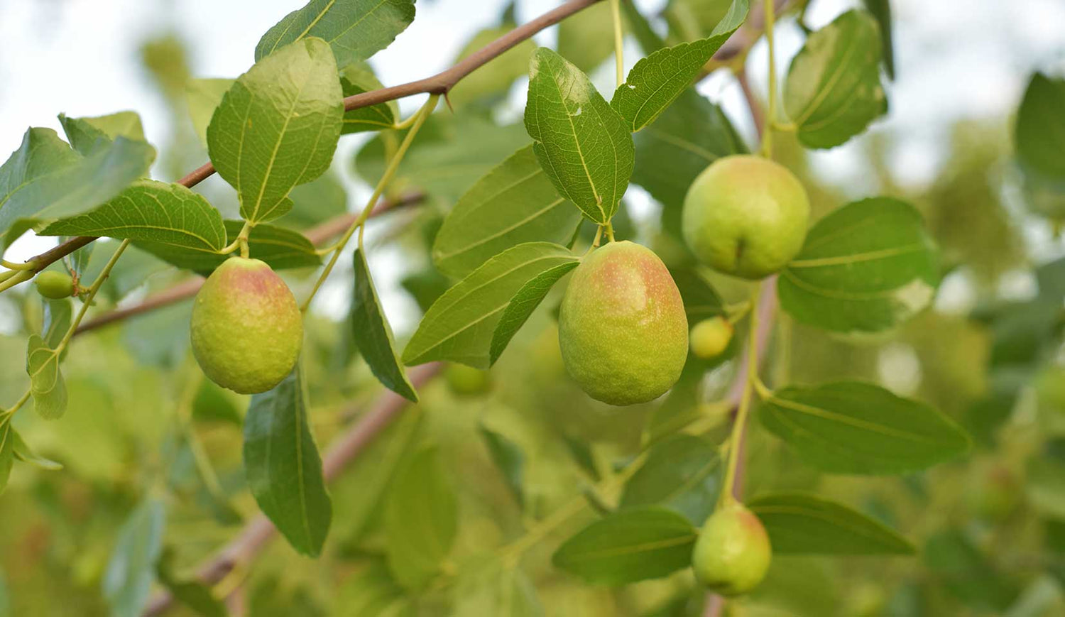 Jojoba Simmondsia Fruit Seeds for Growing a Nutritious and Hardy Plant