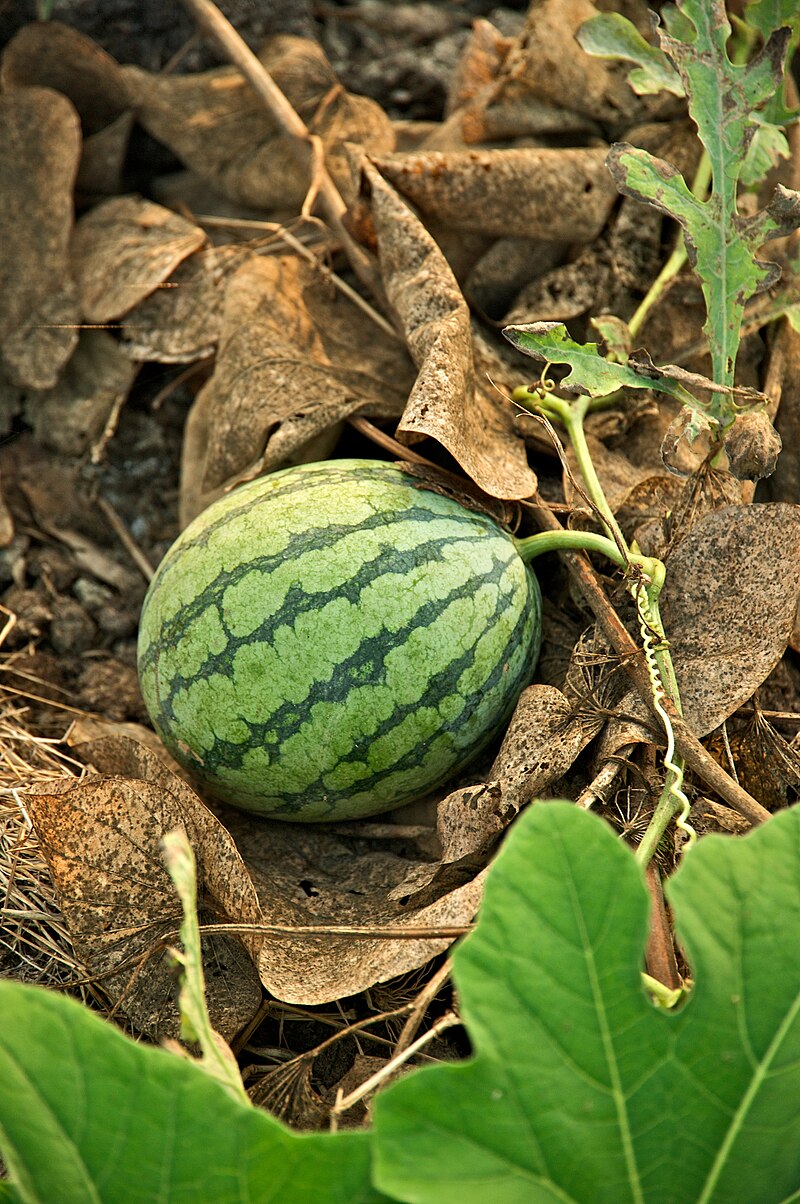 Rare Melon Vine Seeds - Cultivate Lush and Unique Melon Varieties
