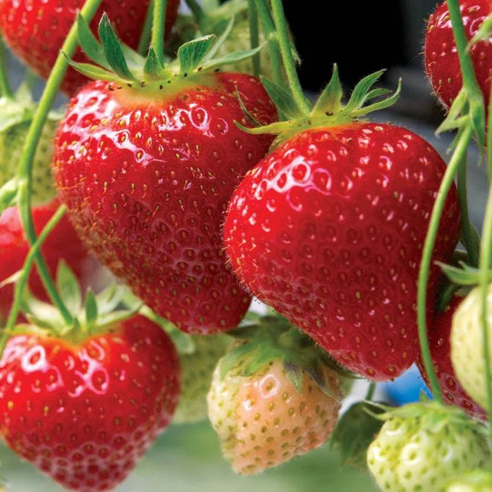 Strawberry Seascape Fruit Seeds - Grow Fresh, Juicy Strawberries in Your Yard, Heirloom Seeds