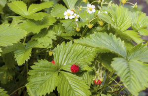 organic-sweet-alpine-strawberry-petit-fruit-seeds
