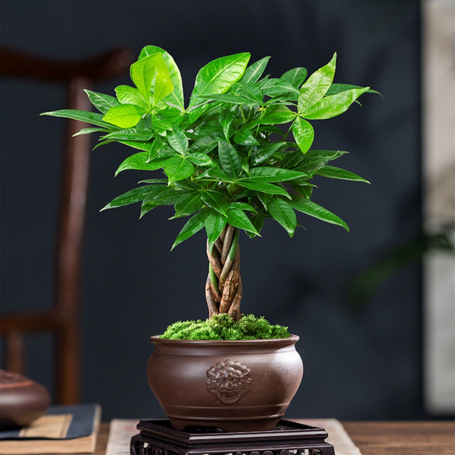 Mini Money Tree Seeds Pachira Macrocarpa