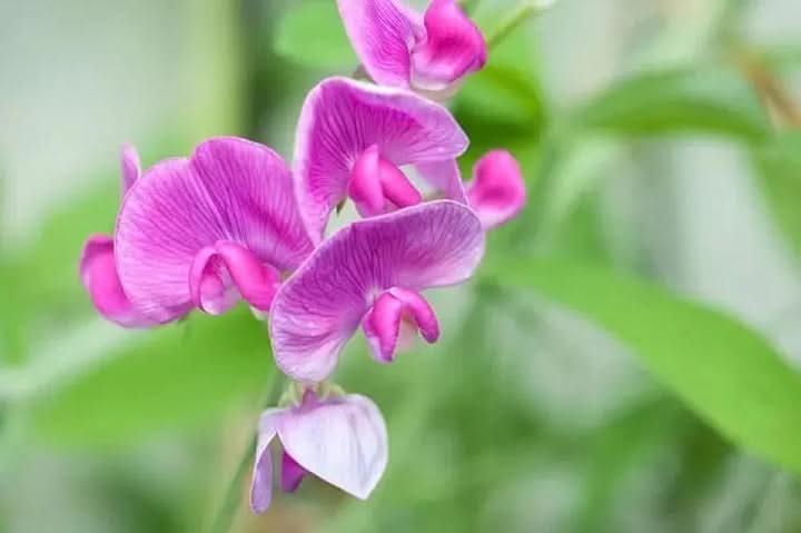 Sweet Pea Flower Seeds for Planting