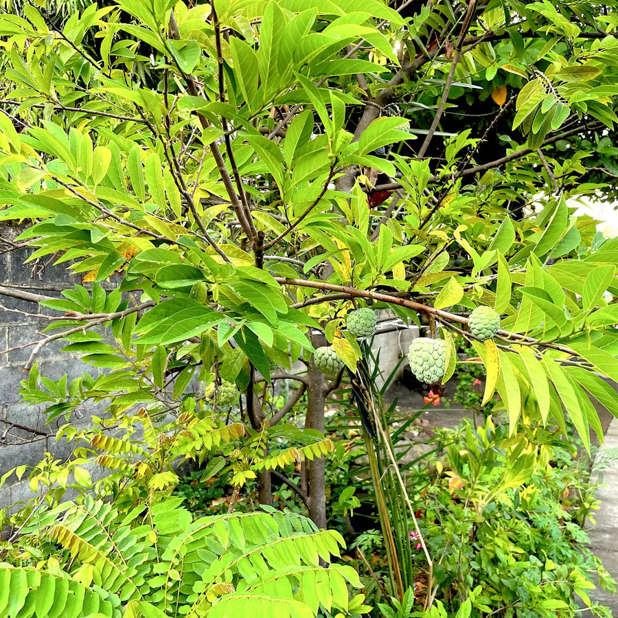 Annon Seeds for Tropical Fruit Tree Enthusiasts