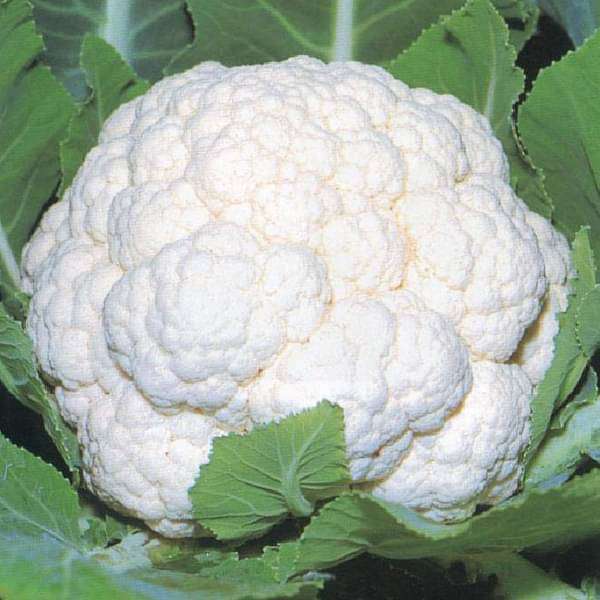 Snowball Cauliflower Heirloom Vegetable Seeds