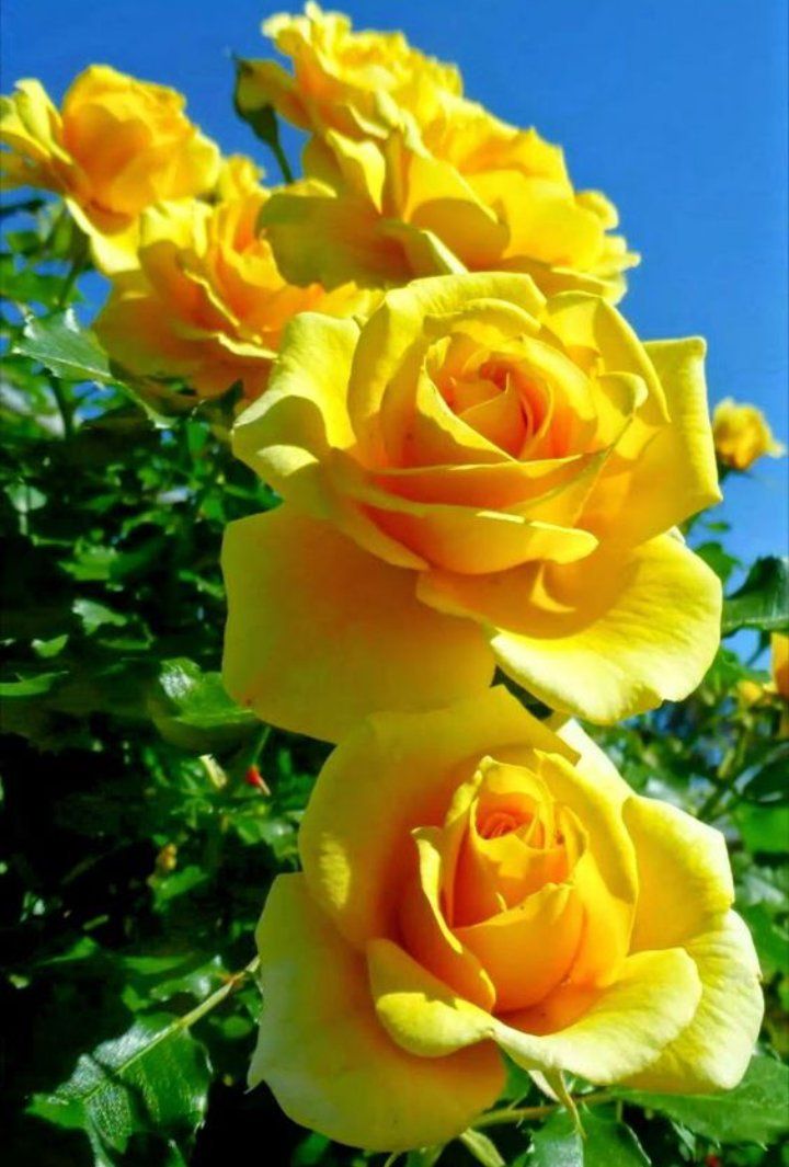 Yellow Maroon Rose Flower Seeds for Planting Non-GMO Heirloom Garden Seeds for Growing