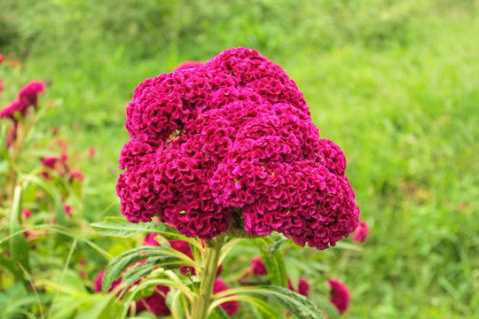 Cockscomb Flowering Seeds Collection For Planting