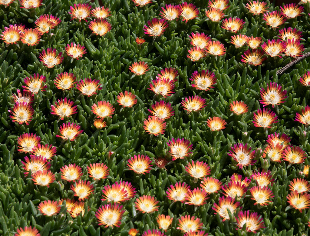 Delosperma Jewel of Desert Ruby