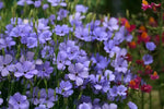 Blue Oculata Flower Seeds for Planting - NON GMO Seeds Dhara Seeds