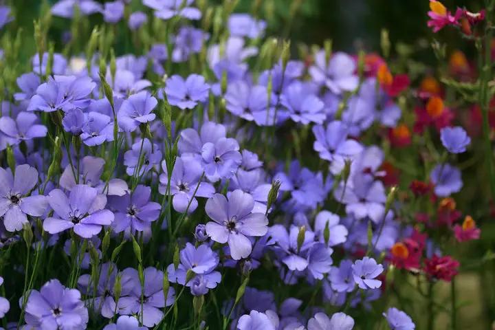 Blue Oculata Flower Seeds for Planting - NON GMO Seeds Dhara Seeds