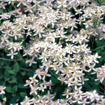 Sweet Autumn Clematis Seeds Fragrant White Climbing Clematis High Germination Garden Seeds heirloom non-gmo seeds
