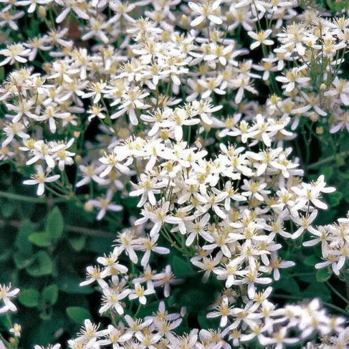 Sweet Autumn Clematis Seeds Fragrant White Climbing Clematis High Germination Garden Seeds heirloom non-gmo seeds