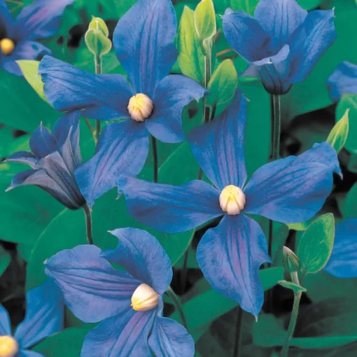 Ernest Markham Clematis Seeds Deep Wine-Red Flowering Clematis High Germination Garden Seeds heirloom non-gmo seeds