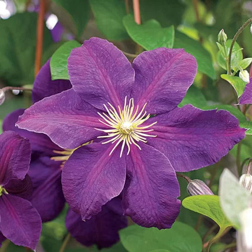 Jackmanii Clematis Seeds Classic Deep Violet Clematis Vine High Germination Garden Seeds heirloom non-gmo seeds