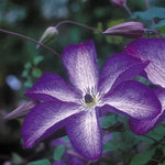 Betty Corning Clematis Seeds Fragrant Lavender Bell Clematis High Germination Garden Seeds heirloom non-gmo seeds
