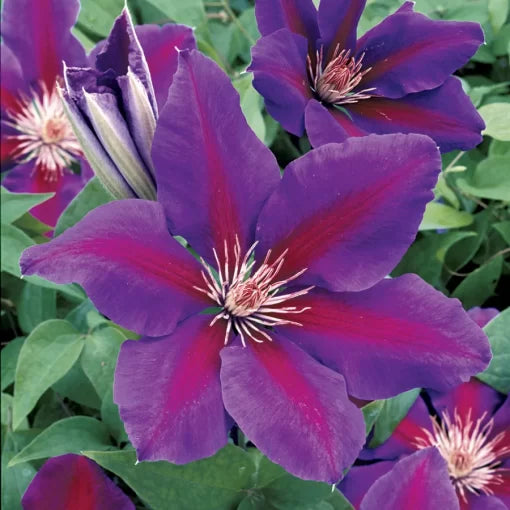 Anna Louise Clematis Seeds Soft Purple Clematis Garden Vine High Germination Garden Seeds heirloom non-gmo seeds