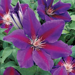 Anna Louise Clematis Seeds Soft Purple Clematis Garden Vine High Germination Garden Seeds heirloom non-gmo seeds
