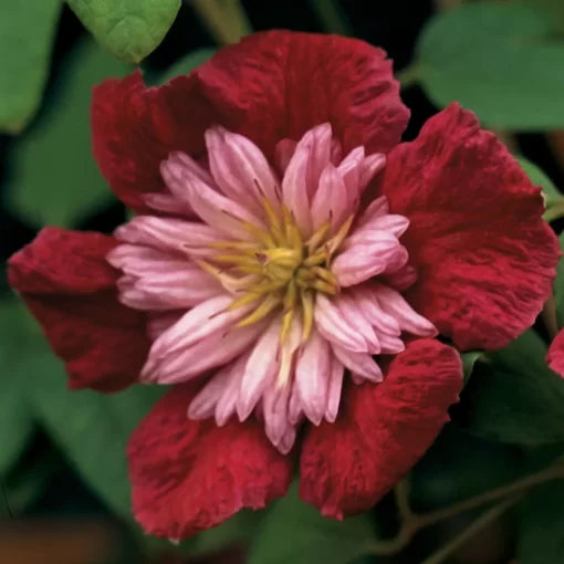 Sarah Elizabeth Clematis Seeds Soft Pink Reblooming Clematis High Germination Garden Seeds heirloom non-gmo seeds