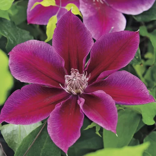 Kilian Donahue Clematis Seeds Two-Tone Shifting Clematis Flowers High Germination Garden Seeds heirloom non-gmo seeds