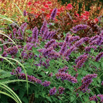 Blue Boa Hummingbird Mint Seeds Fragrant Purple Agastache Flowers High Germination Garden Seeds heirloom non-gmo seeds