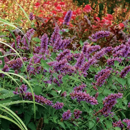 Blue Boa Hummingbird Mint Seeds Fragrant Purple Agastache Flowers High Germination Garden Seeds heirloom non-gmo seeds