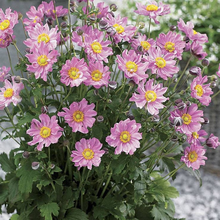 flowers high quality flower seeds for growing vibrant and colorful blooms in home gardens and landscapes organic flowers premium organic flower seeds for sustainable gardening and beautiful blossoms suitable for all climates