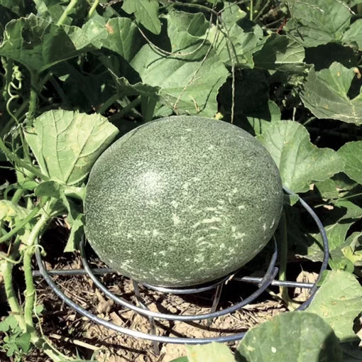 Melon Seeds High Germination Garden Seeds heirloom non-gmo seeds