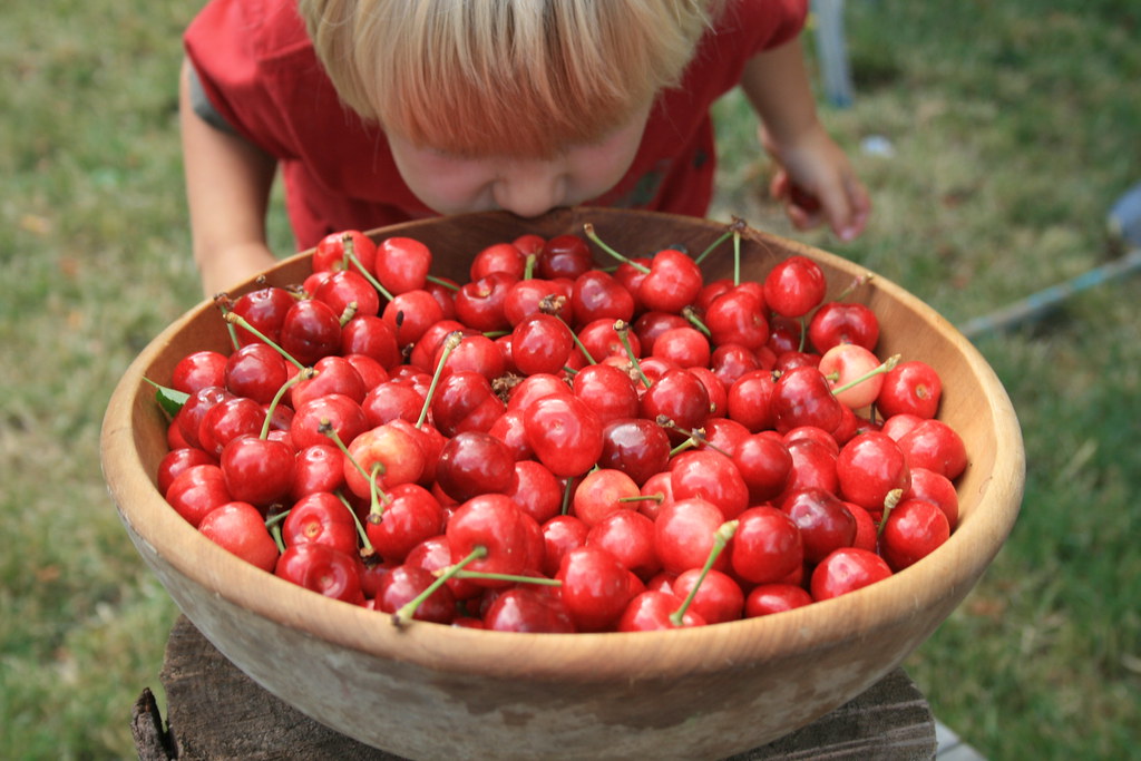 Queen Anne’s Cherry (Prunus avium) – Sweet, Delicate, and Juicy Cherry Variety