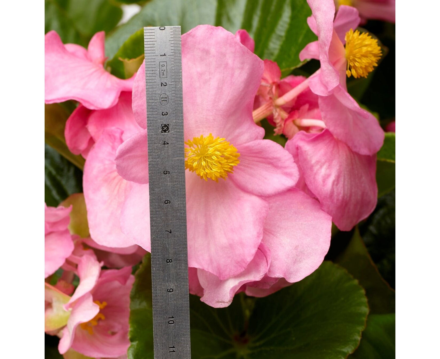 Pink Green Leaf Begonia Seeds