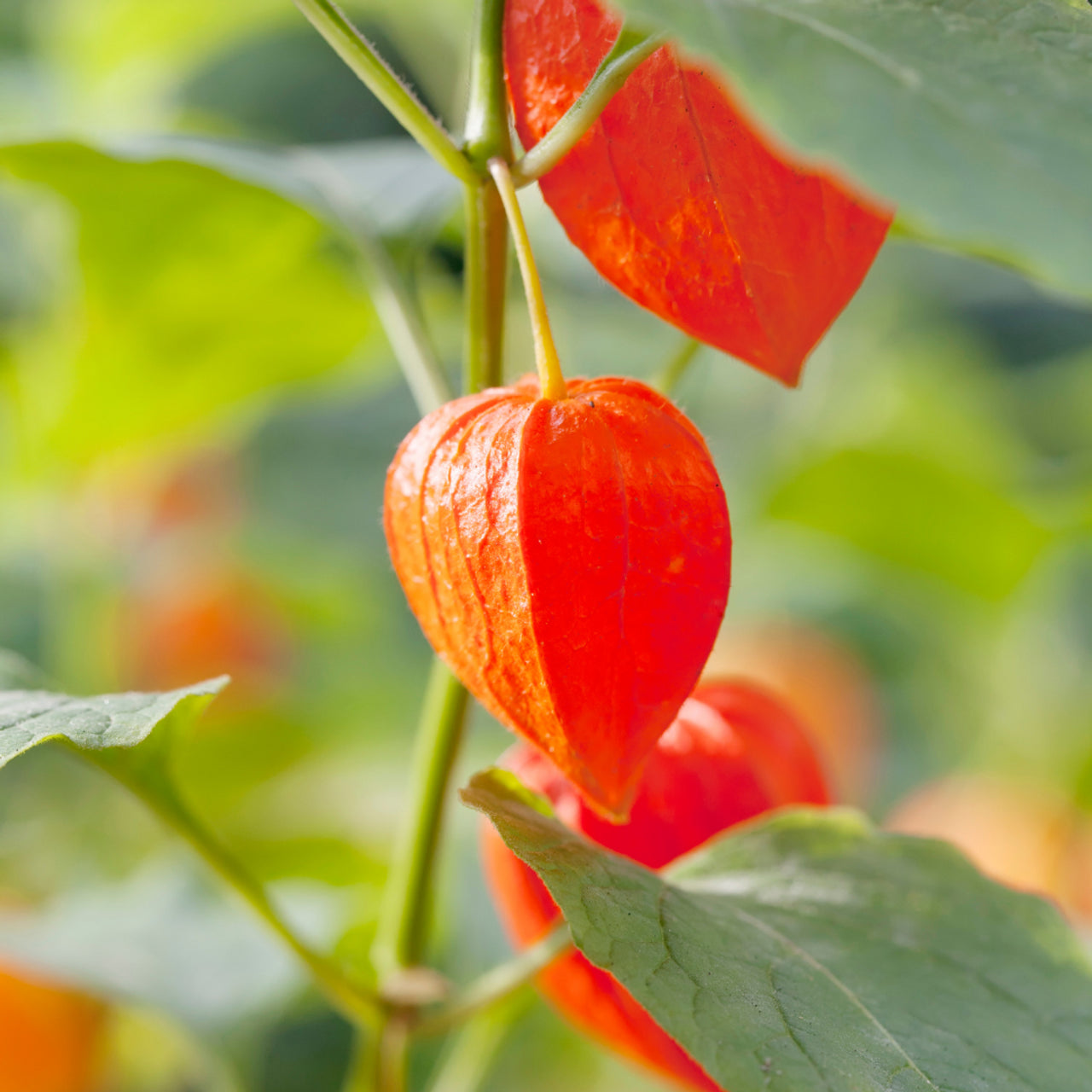 Red Physalis Alkekengi Fruit Seeds - Ideal for Growing Exotic Fruits
