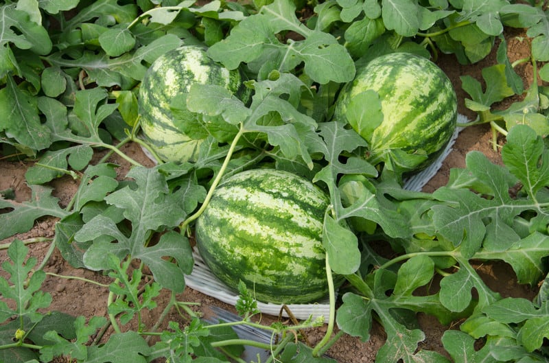 Rare Melon Vine Seeds - Cultivate Lush and Unique Melon Varieties