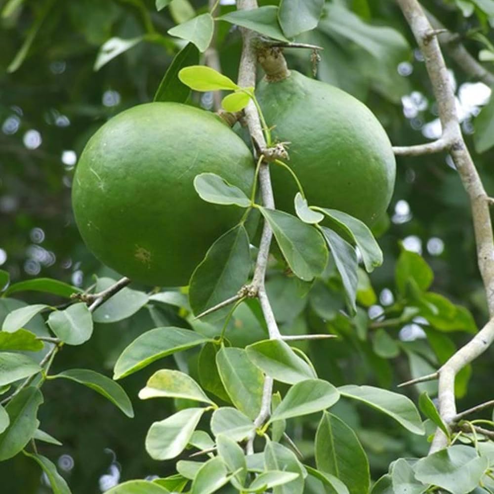 Marmelos Fruit Seeds for Growing Unique and Aromatic Fruit Trees