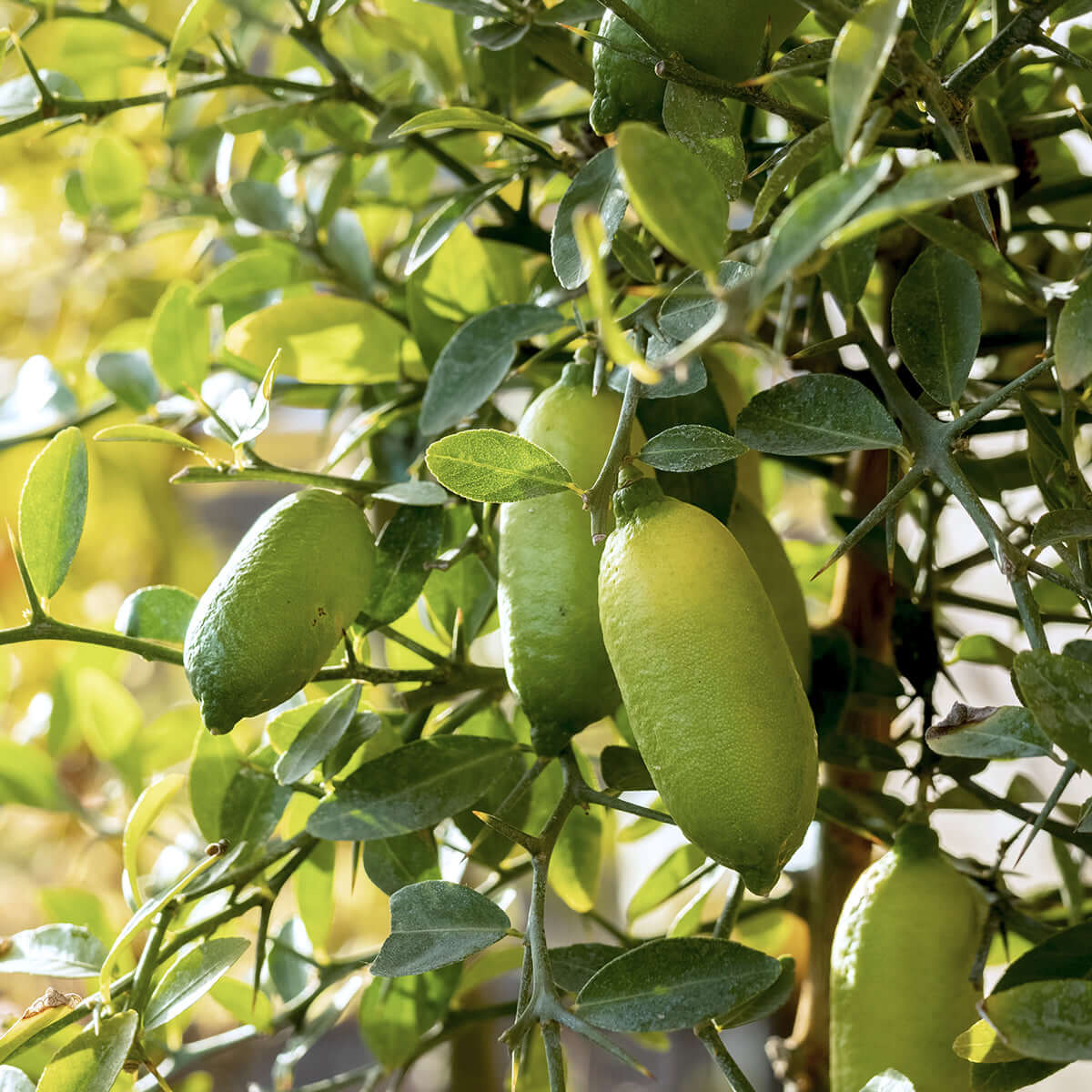 Rainforest Pearl Finger Lime Fruit Seeds, Grow Your Own Unique and Tangy Citrus Fruits