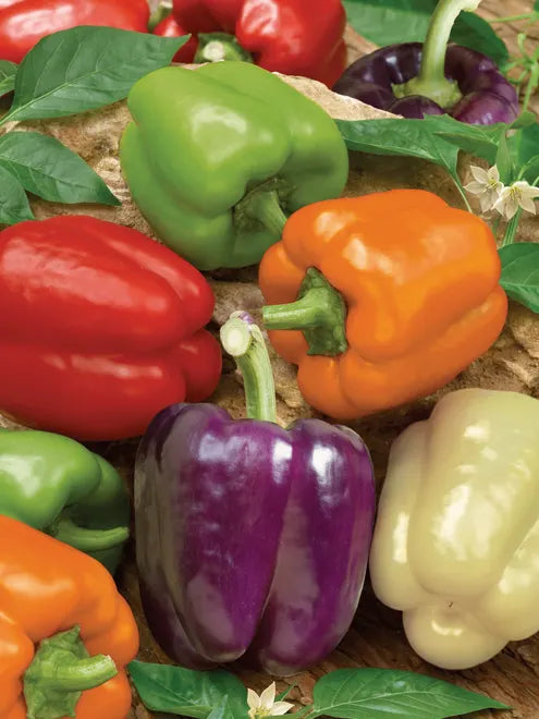 Sweet Pepper Seeds - Rainbow Bell Blend