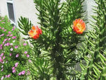 Green Austrocylindropuntia Plant Seeds for Planting - NON GMO Seeds Dhara Seeds